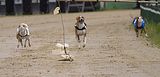 Basenji KSM Muenster 2014 (1008)